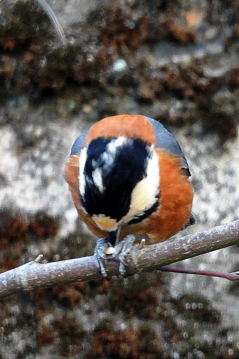 ���}�K��