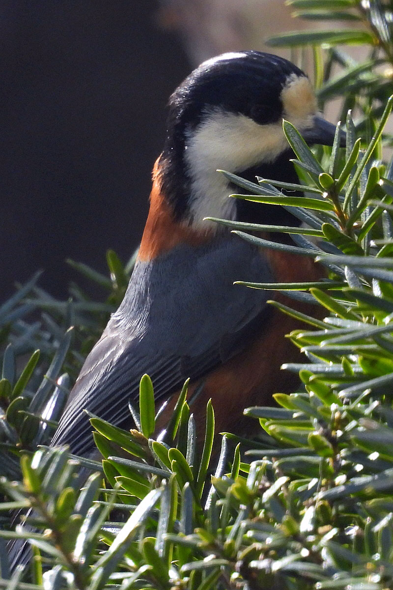 ���}�K��